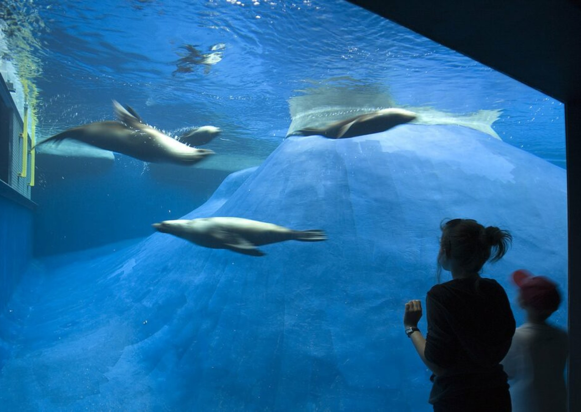 Wild Sea Exhibit